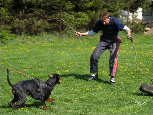 Dogs in training 5/2008